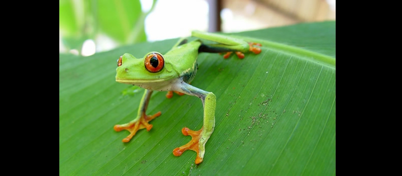 Welcome to best Costarican products!